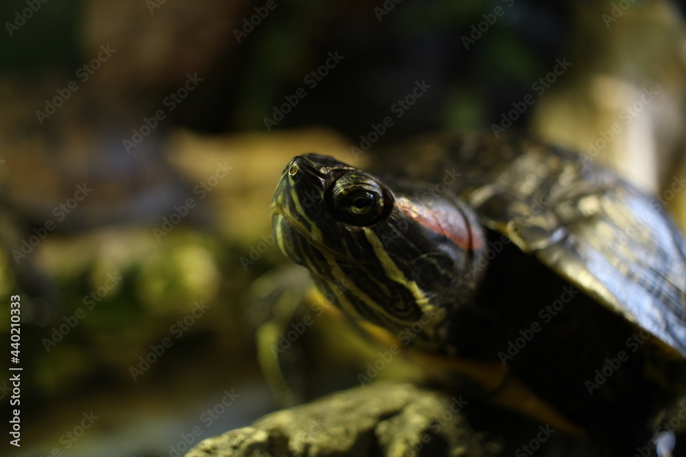 Obraz premium red-eared turtle close-up