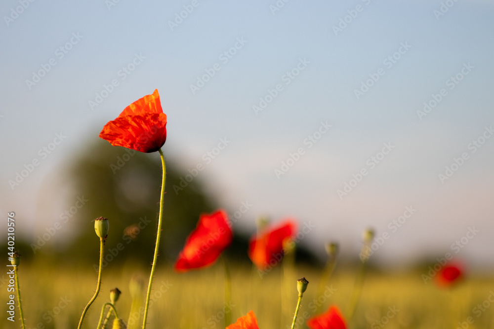 Fototapeta premium Mohnblumen im Feld