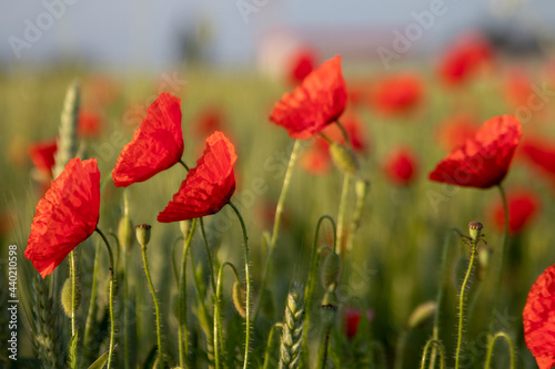 Mohnblumen im Feld