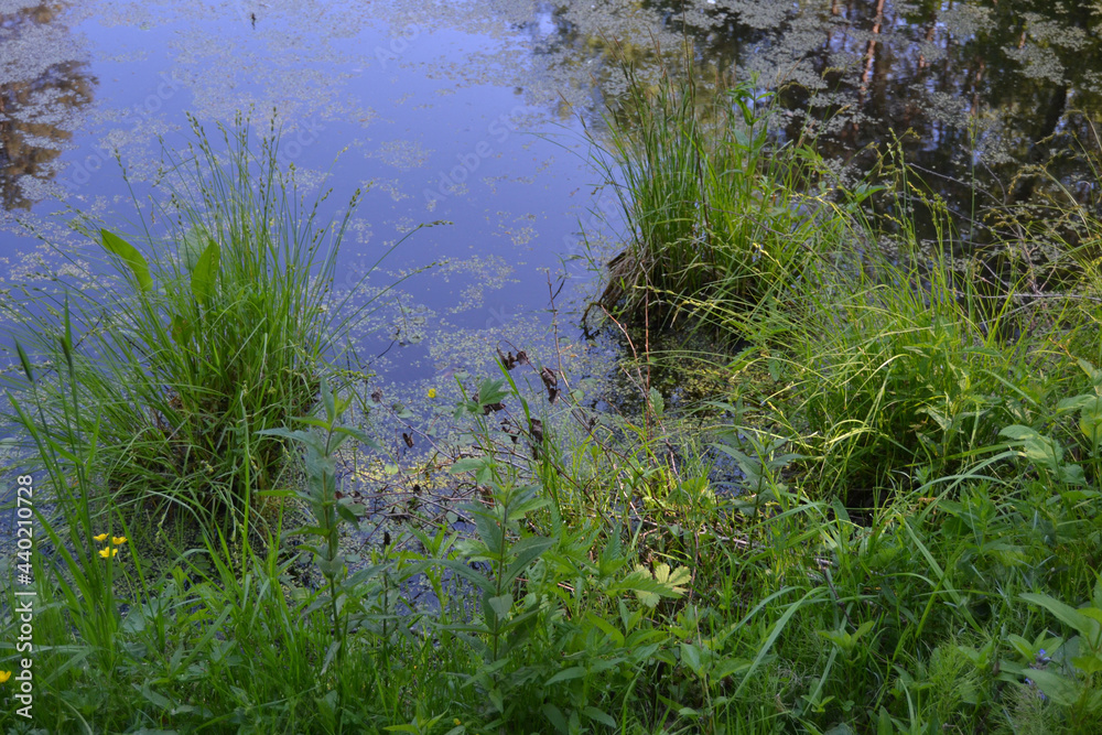 Summer landscape, pond and green trees in the park. Summer landscape, pond and green trees in the park.