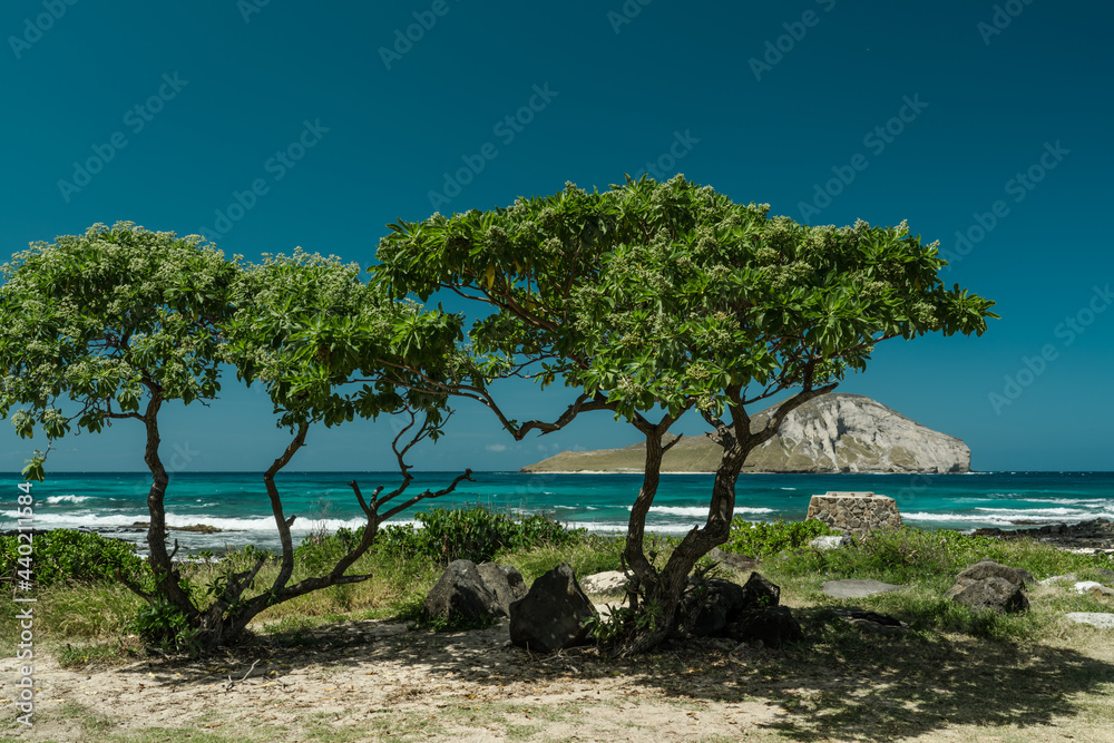 Heliotropium arboreum is a species of flowering plant in the borage family, Boraginaceae. velvetleaf soldierbush,  tree heliotrope, veloutier, and octopus bush. Makapuu Beach Park, Oahu, Hawaii. 