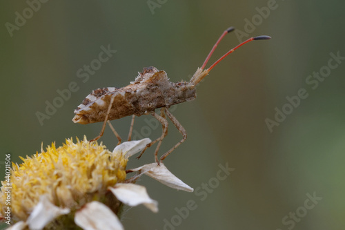 Bug (Centrocoris spiniger) on a flower