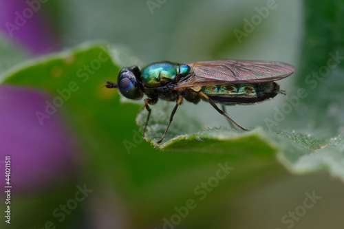Soldier fly (Chloromyia formosa) on a leaf © André LABETAA