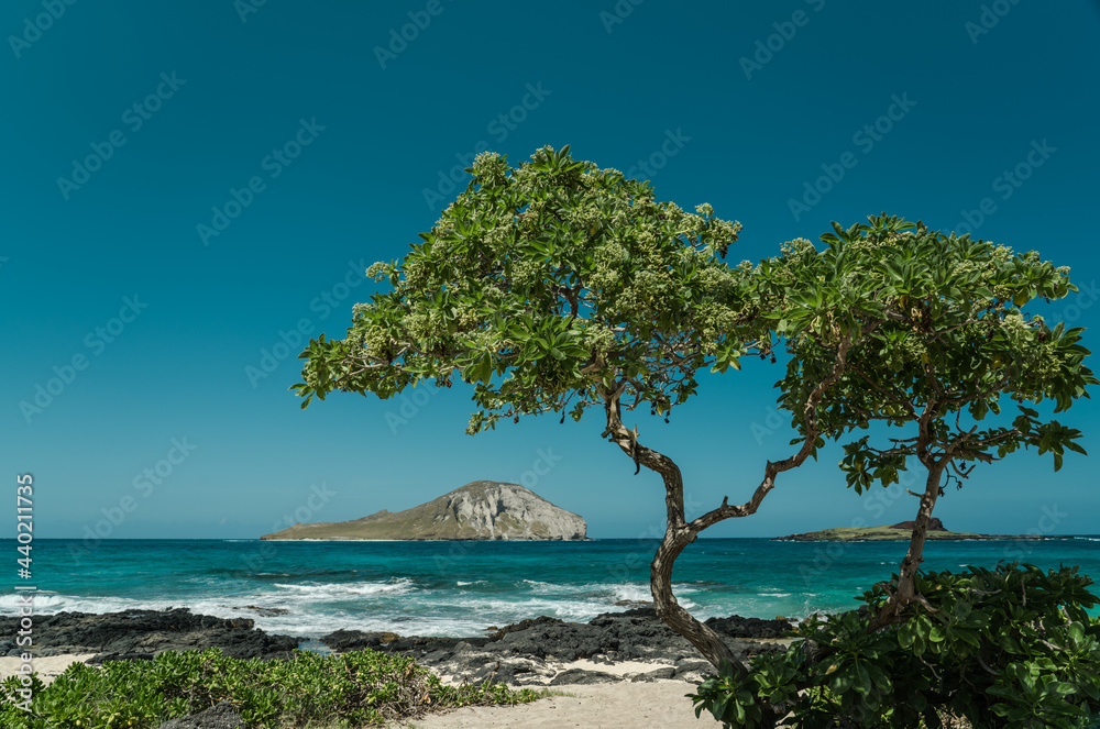 Heliotropium arboreum is a species of flowering plant in the borage family, Boraginaceae. velvetleaf soldierbush,  tree heliotrope, veloutier, and octopus bush. Makapuu Beach Park, Oahu, Hawaii. 