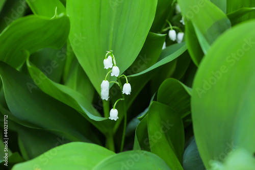 Beautiful lily-of-the-valley growing outdoors  closeup
