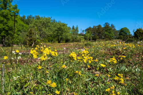 Leafless hawk's-beard flowers on a beautiful moor landscape