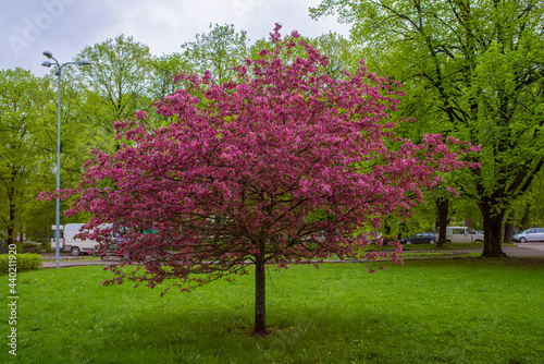 Pink blooming tree in a Tartu public park on a cloudy spring day. Selective focus.