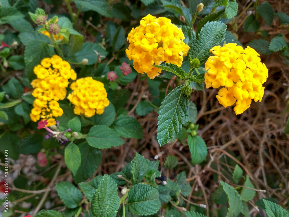 yellow flowers yellow flowers