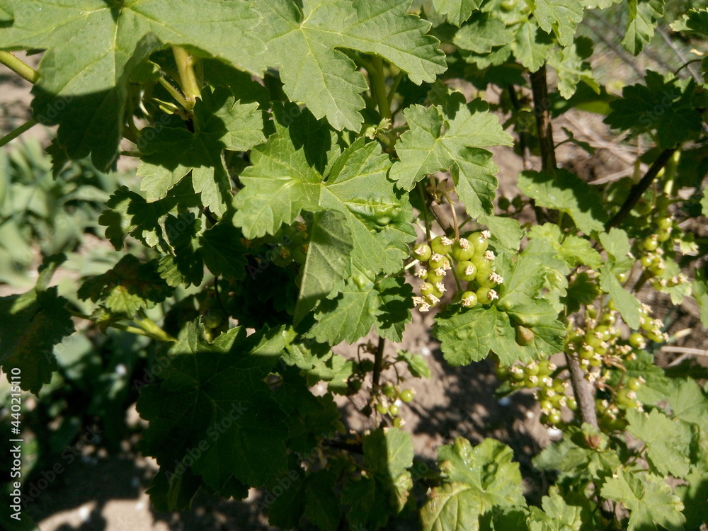 Beautiful bright agricultural background with growing fresh currants in green foliage in the yard of a rural farm. Beautiful bright agricultural background with growing fresh currants in green foliage in the yard of a rural farm.