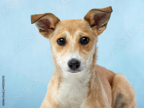 puppy with big beautiful eyes. dog on blue background, mix breed