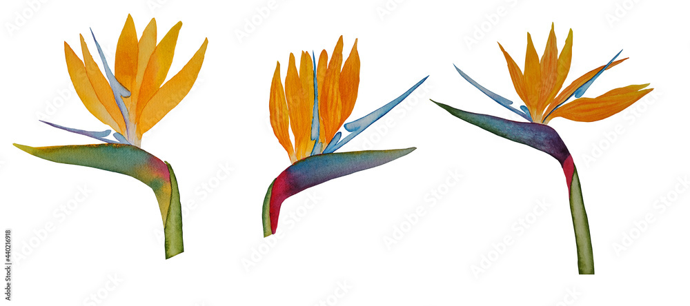 strelitzia painted flowers elements clipart hand drawn watercolor 