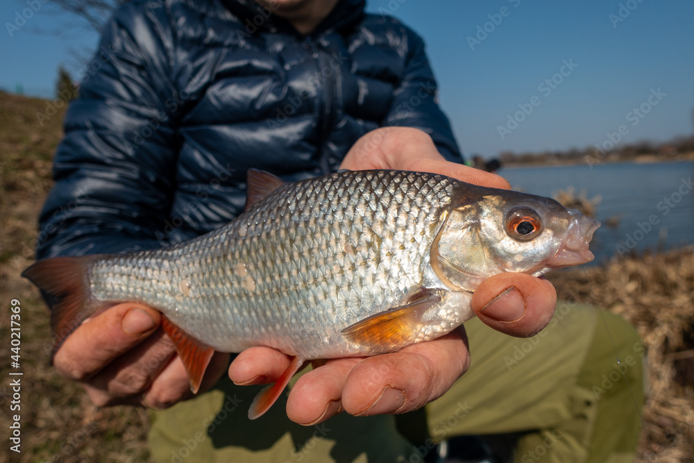 roach caught with a fishing rod and shown on the hands - obrazy, fototapety, plakaty 