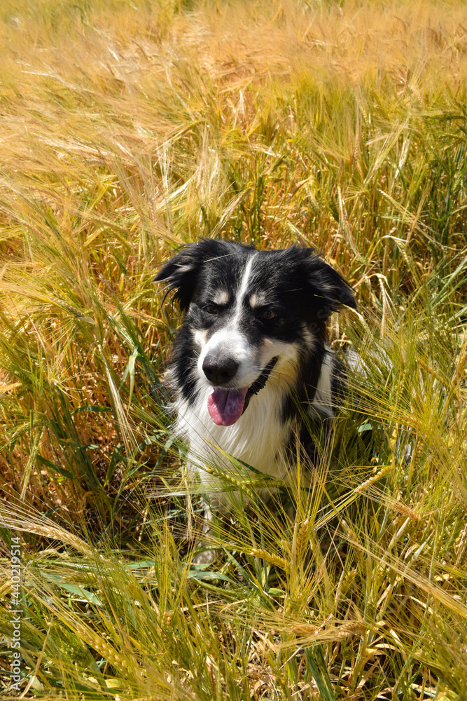 Border collie is sitting in the field.  He is really good boy in sunset light