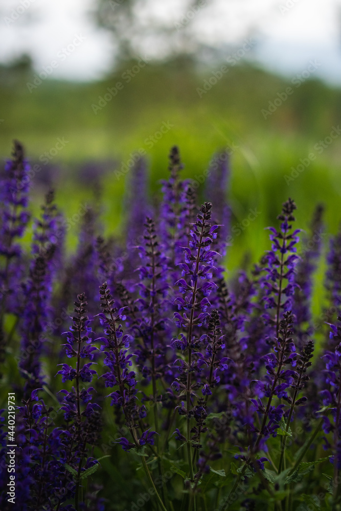 Fototapeta premium field of lavender