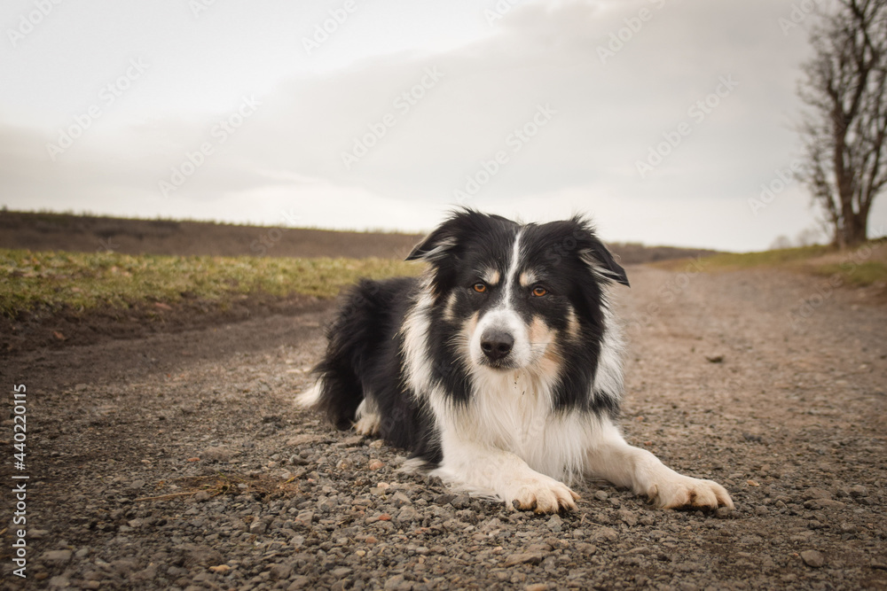 Border collie is lying on the field. He is so funny and he looks more cute.