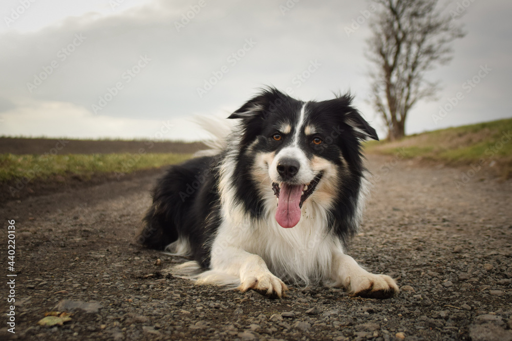 Border collie is lying on the field. He is so funny and he looks more cute.