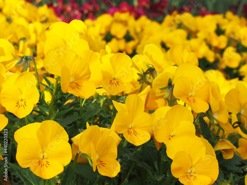 花壇のパンジー