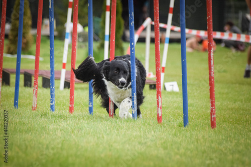Lovely Border collie is running slalom on czech agility competition slalom. Dogs love it!