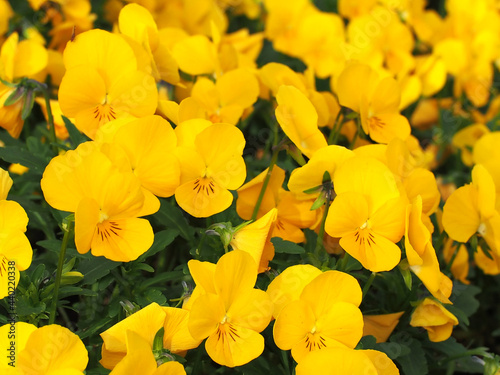 花壇のパンジー