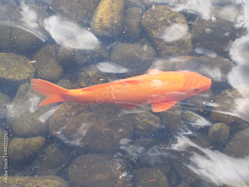 泳ぐ赤い鯉
