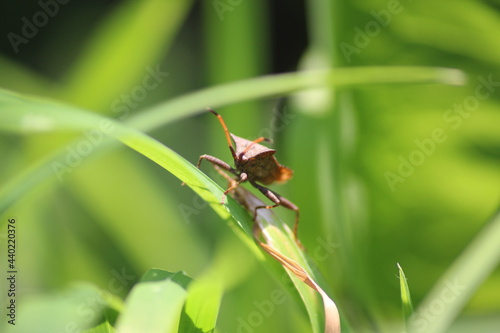 bedbug on a leaf