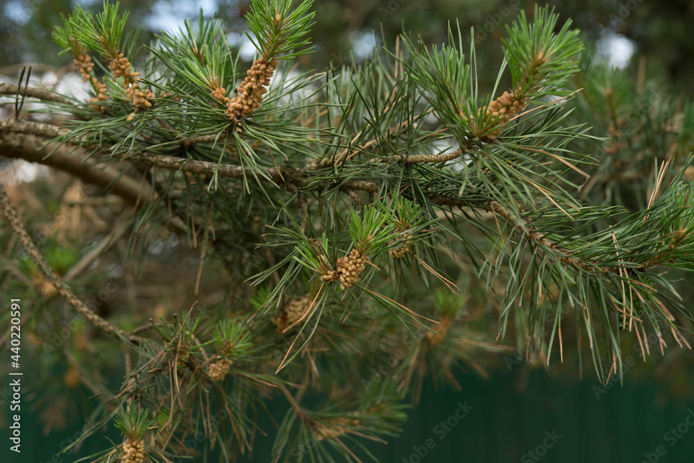 green twigs of pine in the sun during the day green twigs of pine in the sun during the day