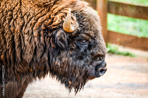 Close-up of American Bison (Bison-Bufalo), in Cabarceno Natural Park, Cantabria photo