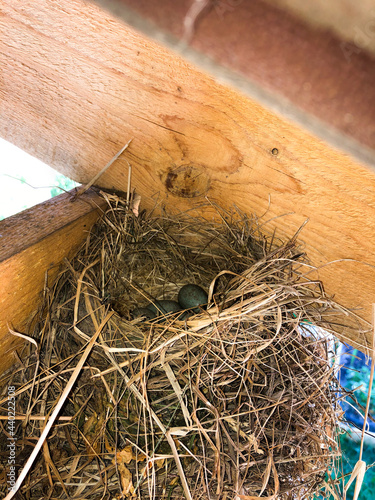 Nest with swift eggs built on a wooden beam under the roof.