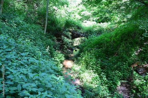 Wolfsschlucht, Laacher See Gebiet photo