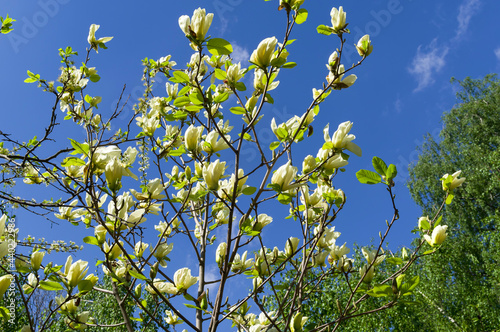 Blooming lilytree. photo