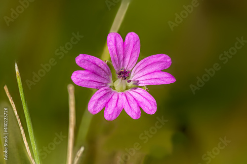 Detail view of the flowers of the Veronica speedwell plant