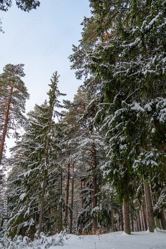 Hiking trail in the winter wonderland. Snowy forest, pine trees covered in snow during sunny day Hiking trail in the winter wonderland. Snowy forest, pine trees covered in snow during sunny day