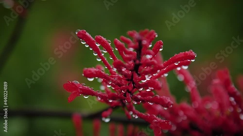 Thyrsacanthus tubaeformis plant after raining with water drops in Akaka Falls State Park, Big Island of Hawaii. Mid angle, parallax movement, slow motion, HD. photo