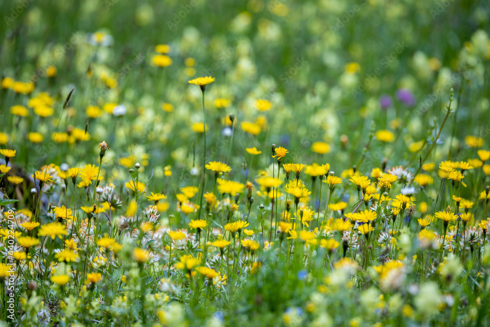 Wiese mit Wiesenblumen