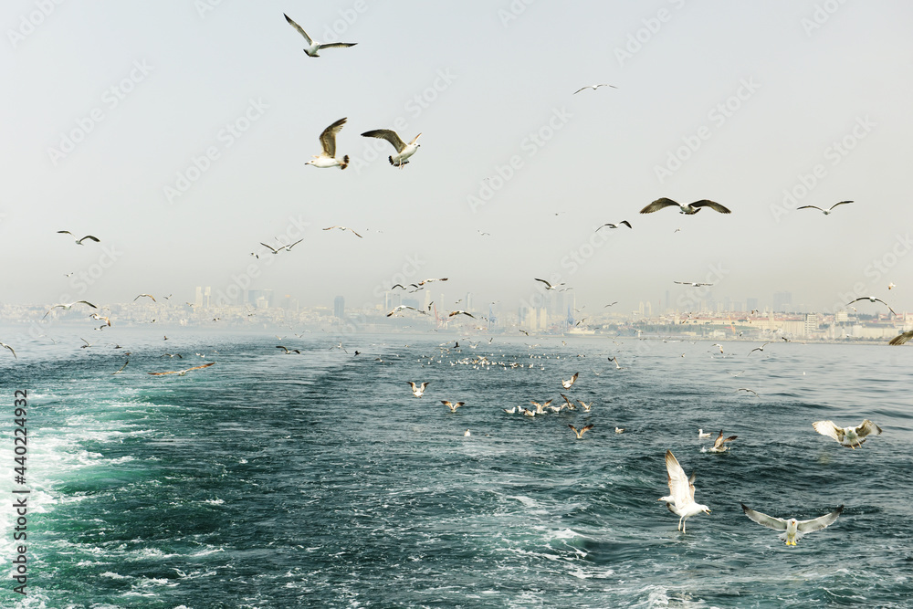 A flock of seagulls over the water of the Bosphorus and a view of the city of Istanbul in the fog. Turkey. Istanbul