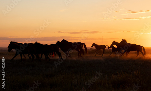 silhouette of horses on the sunset