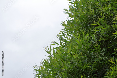 green grass background