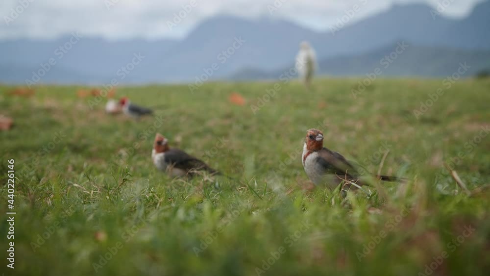 Red-Crested Carnival birds feeding in Kualoa Regional Park, O'ahu Hawaii. Mid angle, parallax movement, slow motion, HD. Red-Crested Carnival birds feeding in Kualoa Regional Park, O'ahu Hawaii. Mid angle, parallax movement, slow motion, HD.