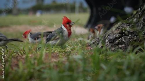 Red-Crested Carnival birds feeding in Kualoa Regional Park, O'ahu Hawaii. Mid angle, parallax movement, slow motion, HD. photo