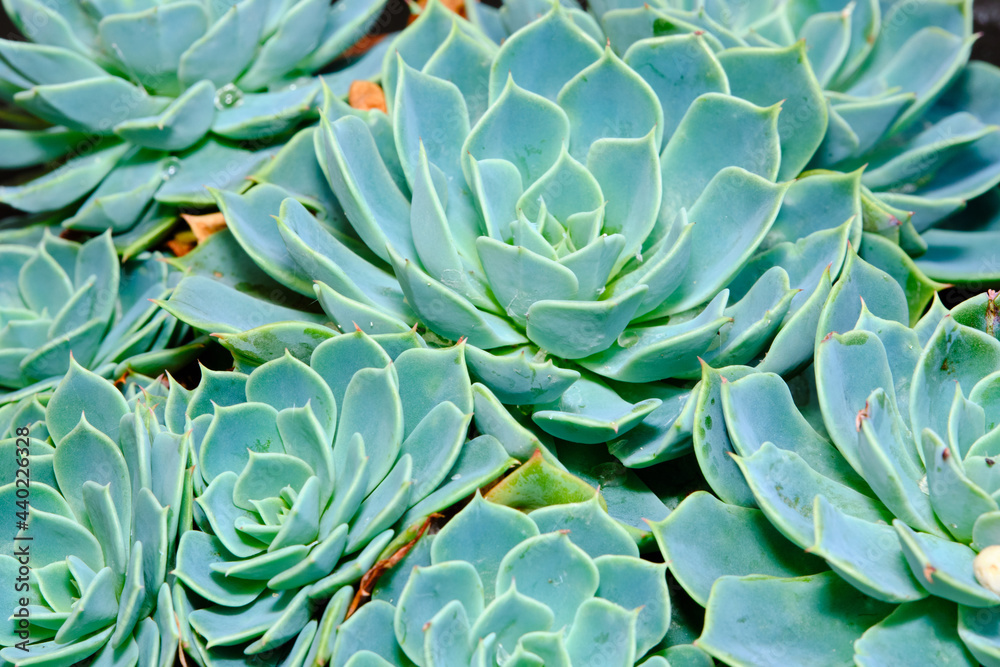 Cacti And Succulents are plants that store water in their stems, roots, and leaves. Cacti are
