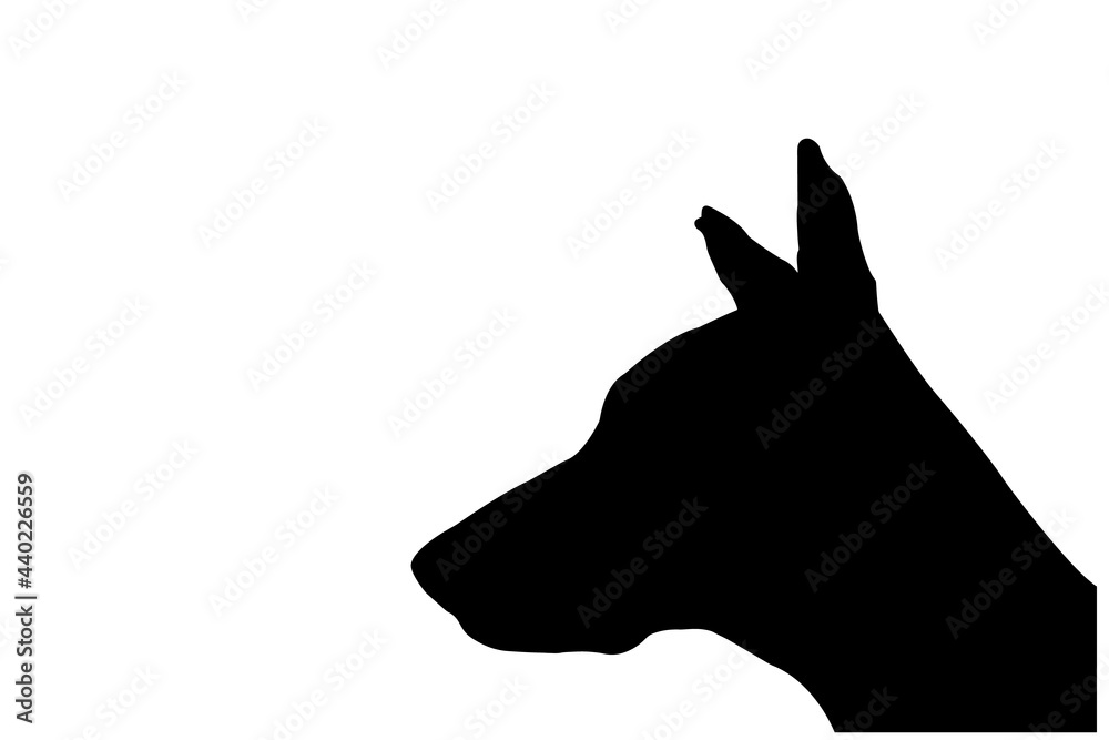 Silhouette of a Doberman puppy on a white background. Dog's head with ears protruding upward.
