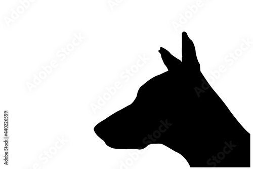 Silhouette of a Doberman puppy on a white background. Dog's head with ears protruding upward.