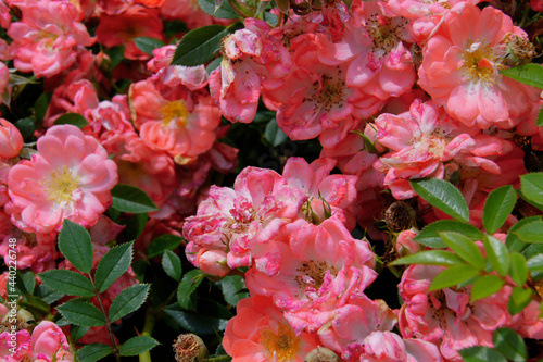 pink flowers