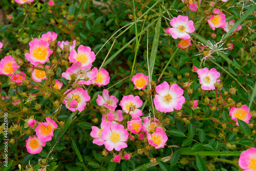 pink flowers in the garden