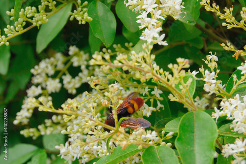 Bee on a flower