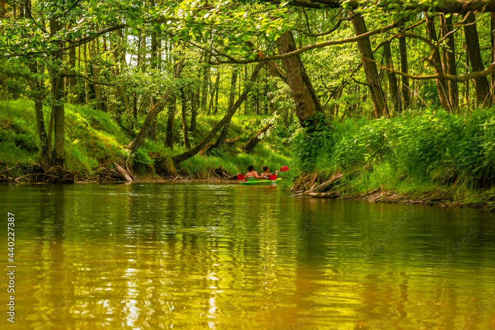 Fototapeta premium river in the forest