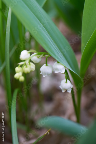 Lily of the valley in blossom                               