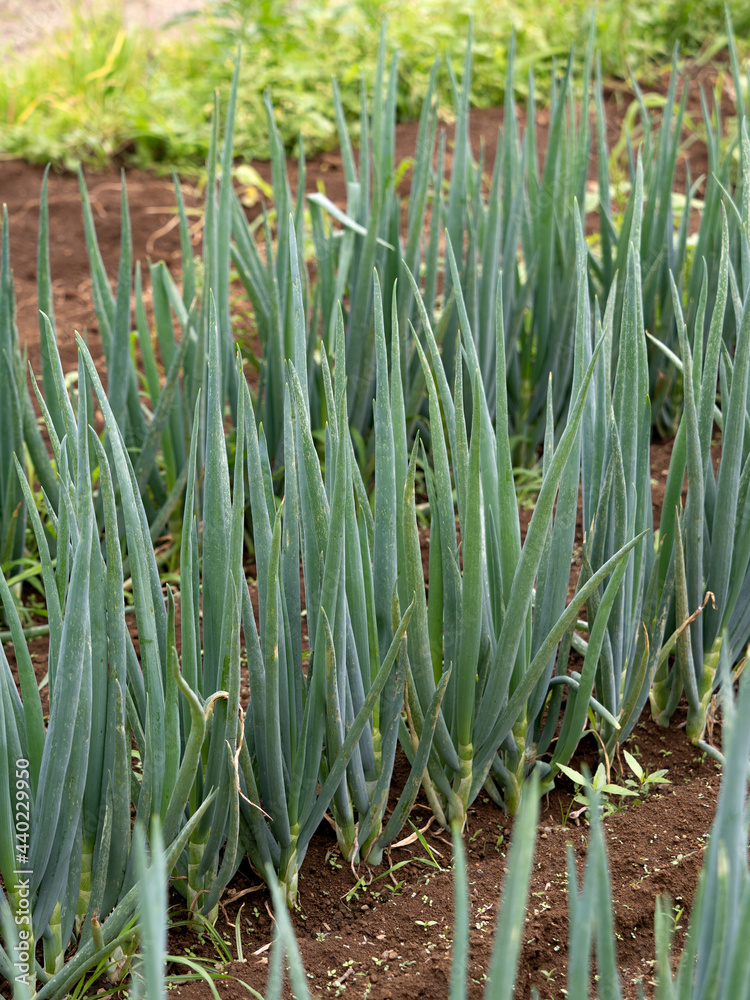 Obraz premium ナガネギ畑