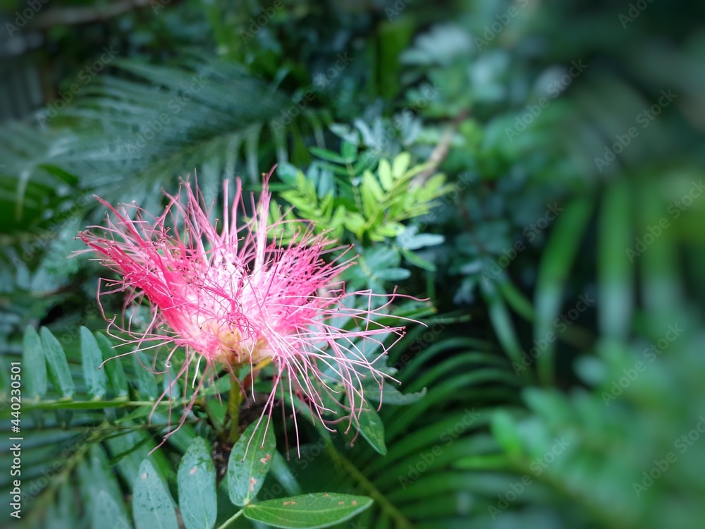 Beautiful Calliandra haematocephala flower image, close up. Calliandra haematocephala is a species of flowering plants of the genus Calliandra in the family Fabaceae Beautiful Calliandra haematocephala flower image, close up. Calliandra haematocephala is a species of flowering plants of the genus Calliandra in the family Fabaceae