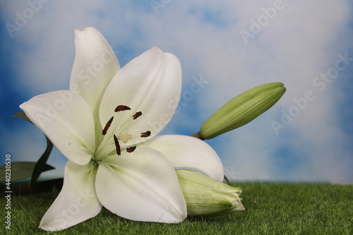 White Easter Lily Closeup With Blue Sky Background Shallow DOF